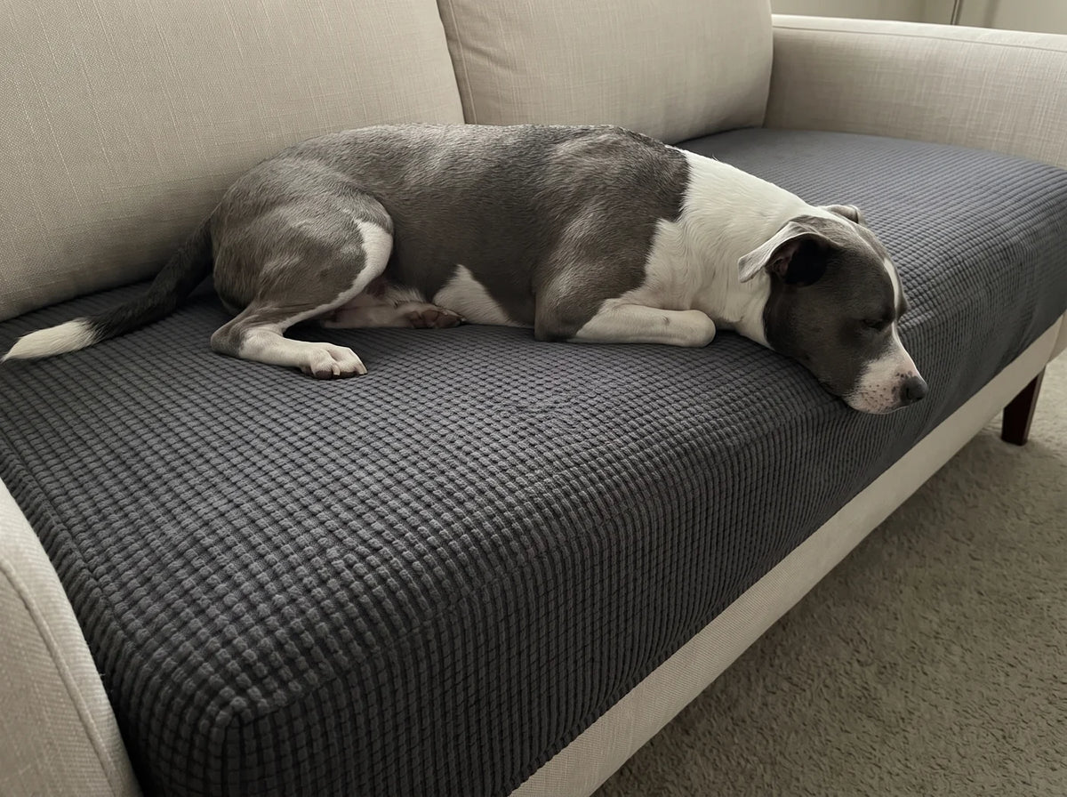 A dog lying on a long seat cushion fitted with a dark grey Avelo Casa cover