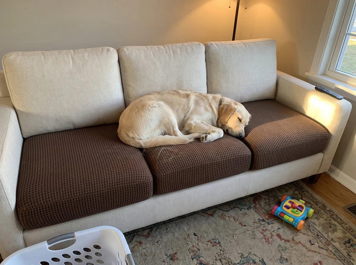 A golden retriever asleep on a cream sofa with three coffee Avelo Casa seat covers