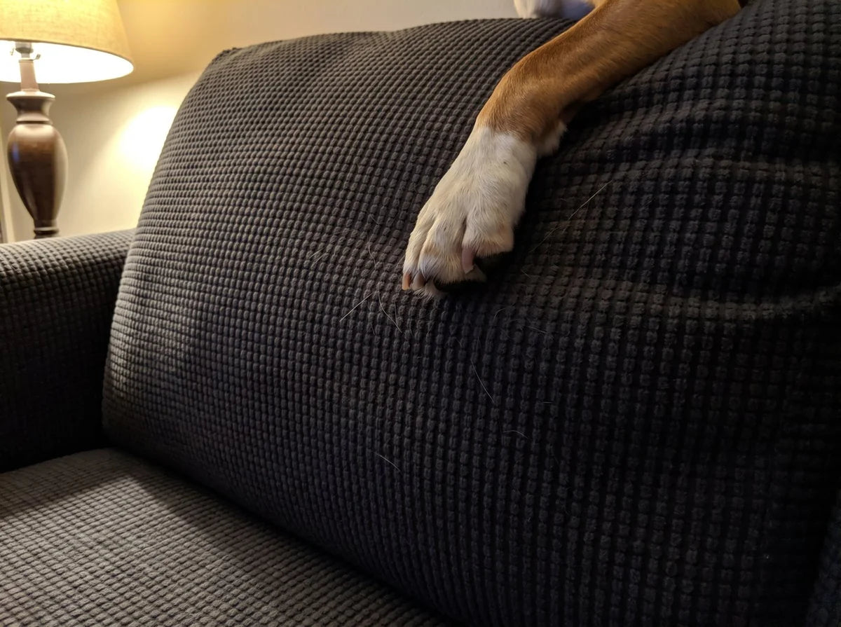 A beagle paw resting on a sofa back cushion fitted with a dark grey Avelo Casa cover
